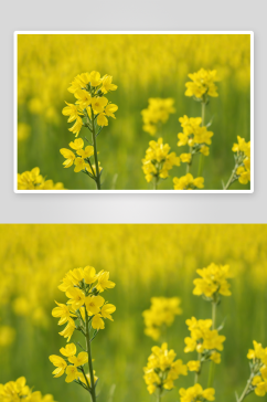 盛开油菜花特写图片