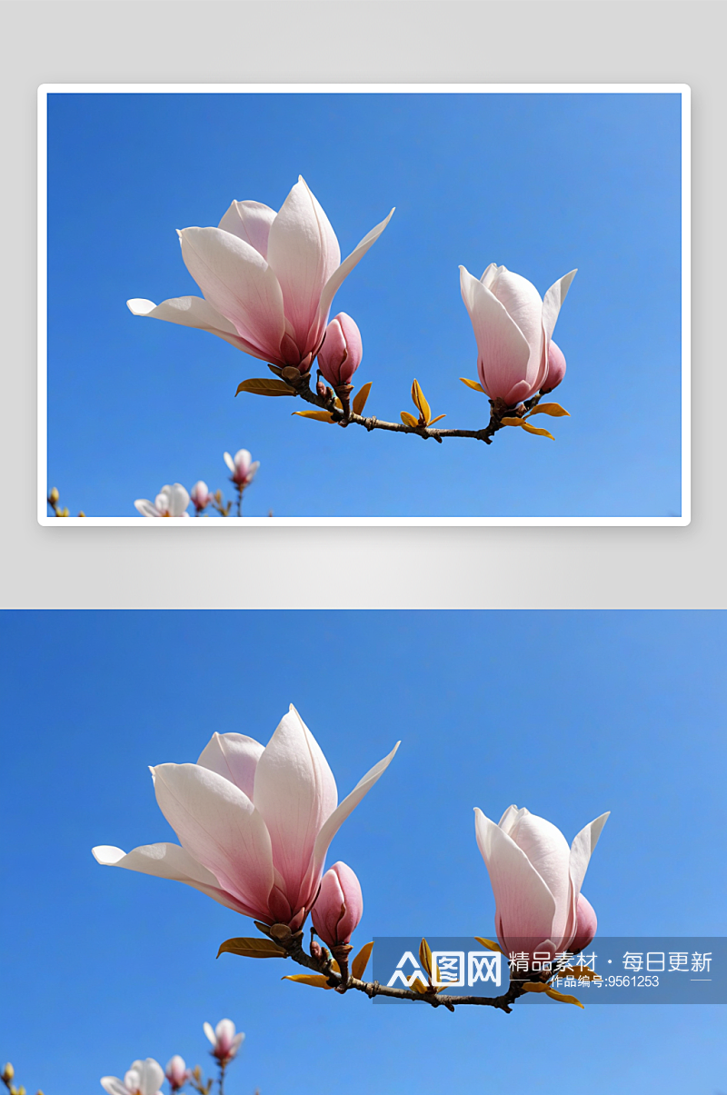 晴朗春天季节盛开白玉兰花图片素材