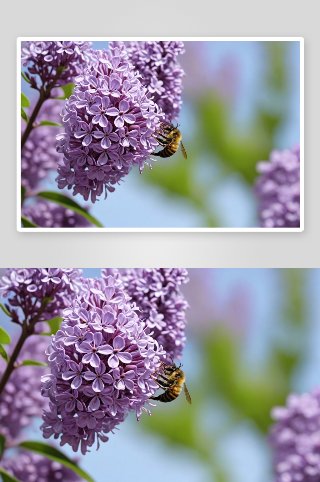 蜜蜂紫丁香高清特写花卉图片素材