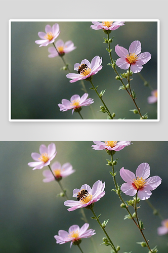 蜜蜂格桑花高清特写花卉图片