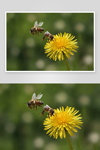蜜蜂飞舞蒲公英花图片
