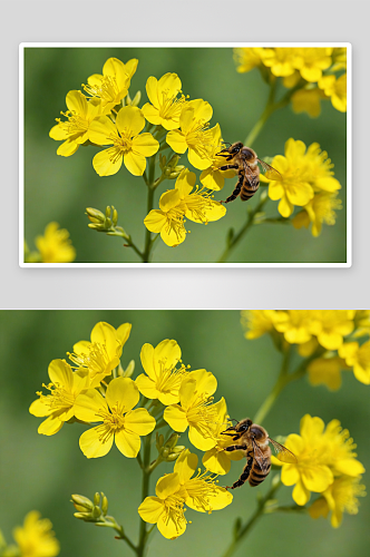 蜜蜂采蜜油菜花黄色春天夏天微距图片