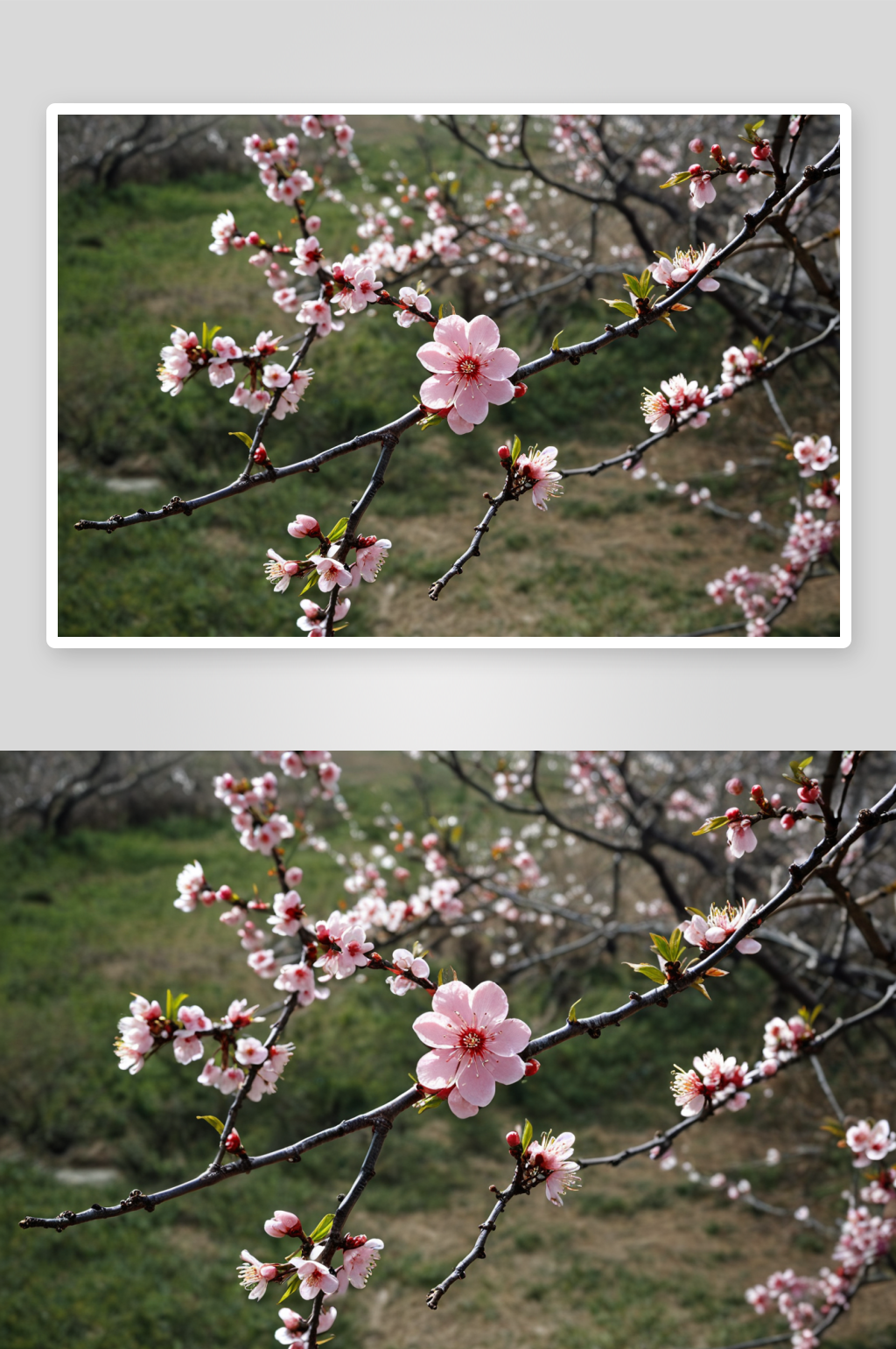 梅园梅花节高清特写花卉图片素材