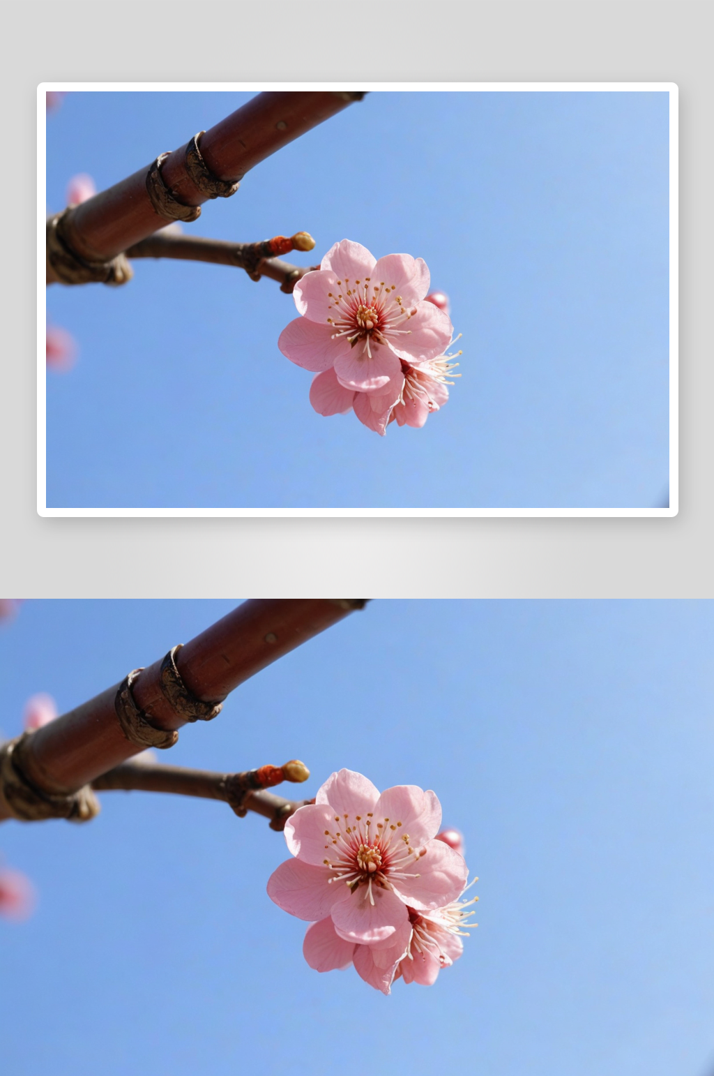 梅园春天梅花开放季节图片素材
