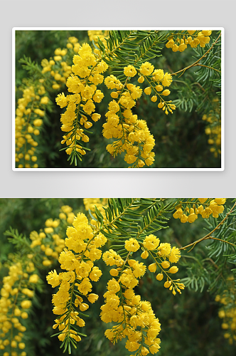 黄色洋槐花高清特写花卉图片