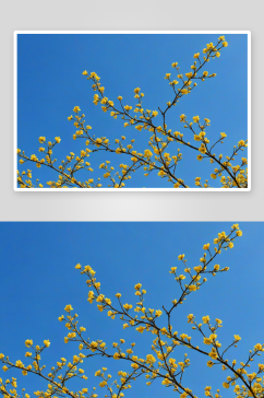 黄花树枝高清特写花卉图片