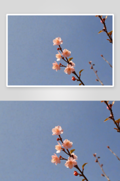 海棠樱花杏花图片