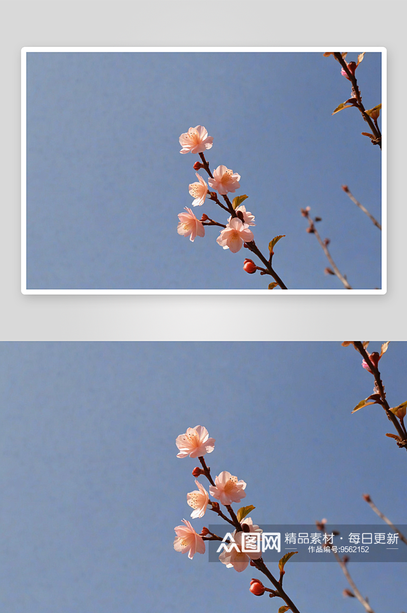 海棠樱花杏花图片素材