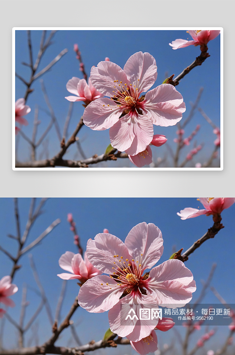 果园里梨花桃花图片素材
