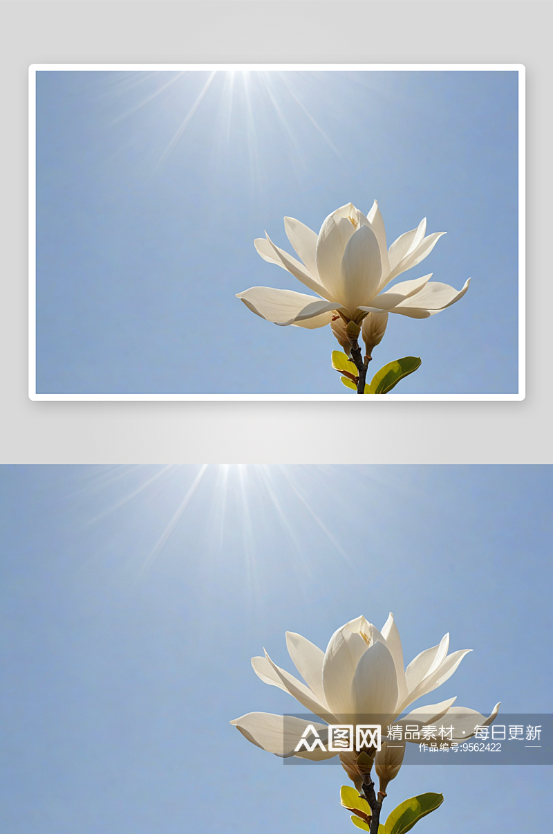 暖阳下盛开高雅莹洁白色玉兰花图片素材
