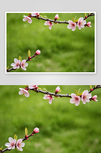 美丽乡村桃花园桃花特写图片