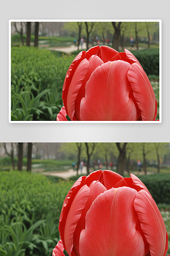 静安雕塑公园郁金香图片