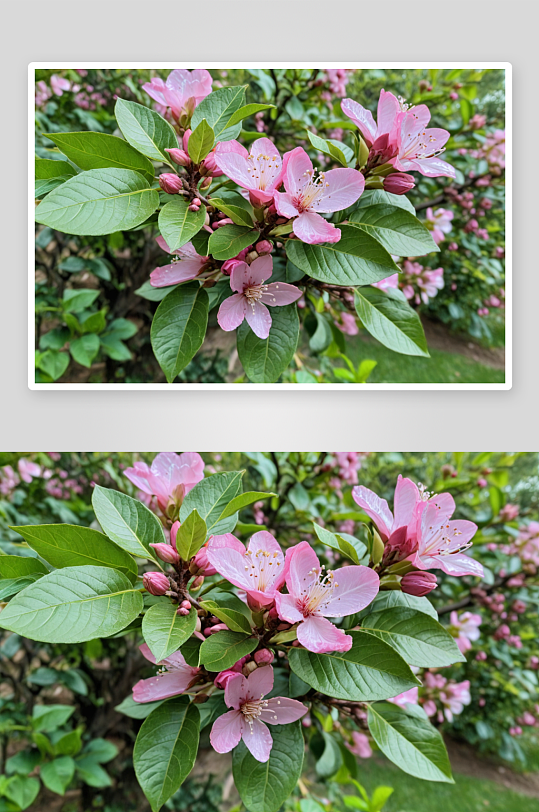 花园里盛开粉紫色柠檬花图片