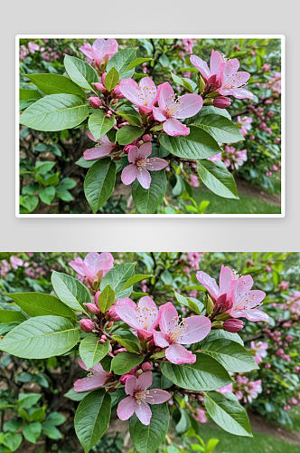 花园里盛开粉紫色柠檬花图片