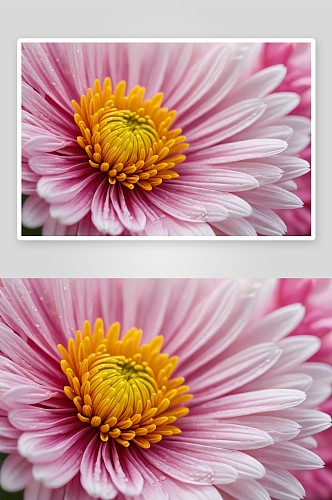 花朵意境微拍创意素材菊花特写图片