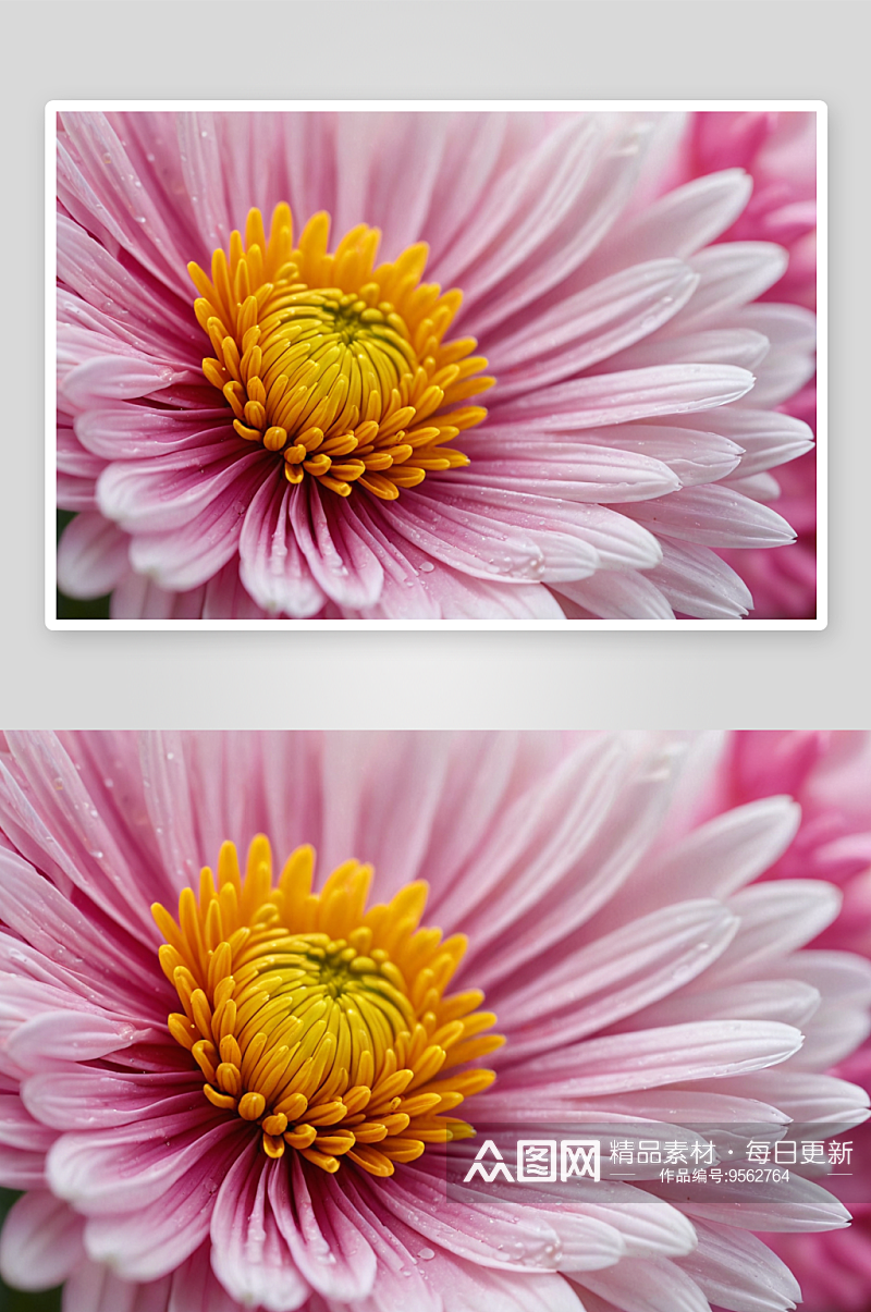 花朵意境微拍创意素材菊花特写图片素材