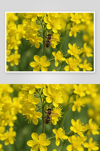 春天油菜花蜜蜂图片