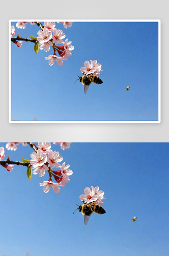 春天盛开樱花采花蝴蝶蜜蜂图片