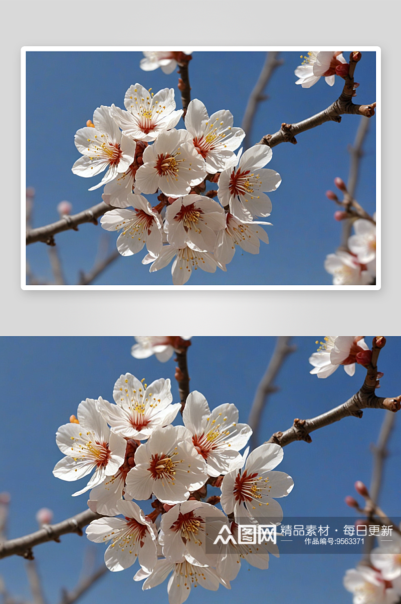 春天盛开杏花图片素材