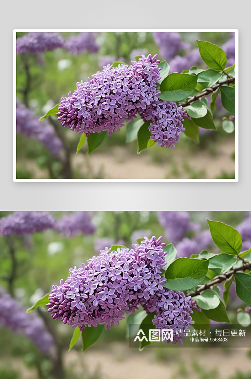 春天盛开丁香花图片素材