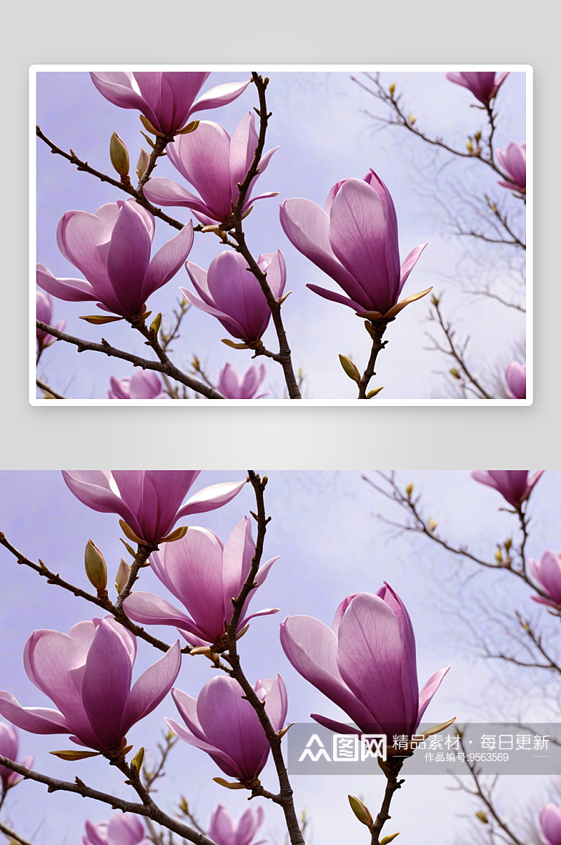 春天即将绽放紫色玉兰花图片素材
