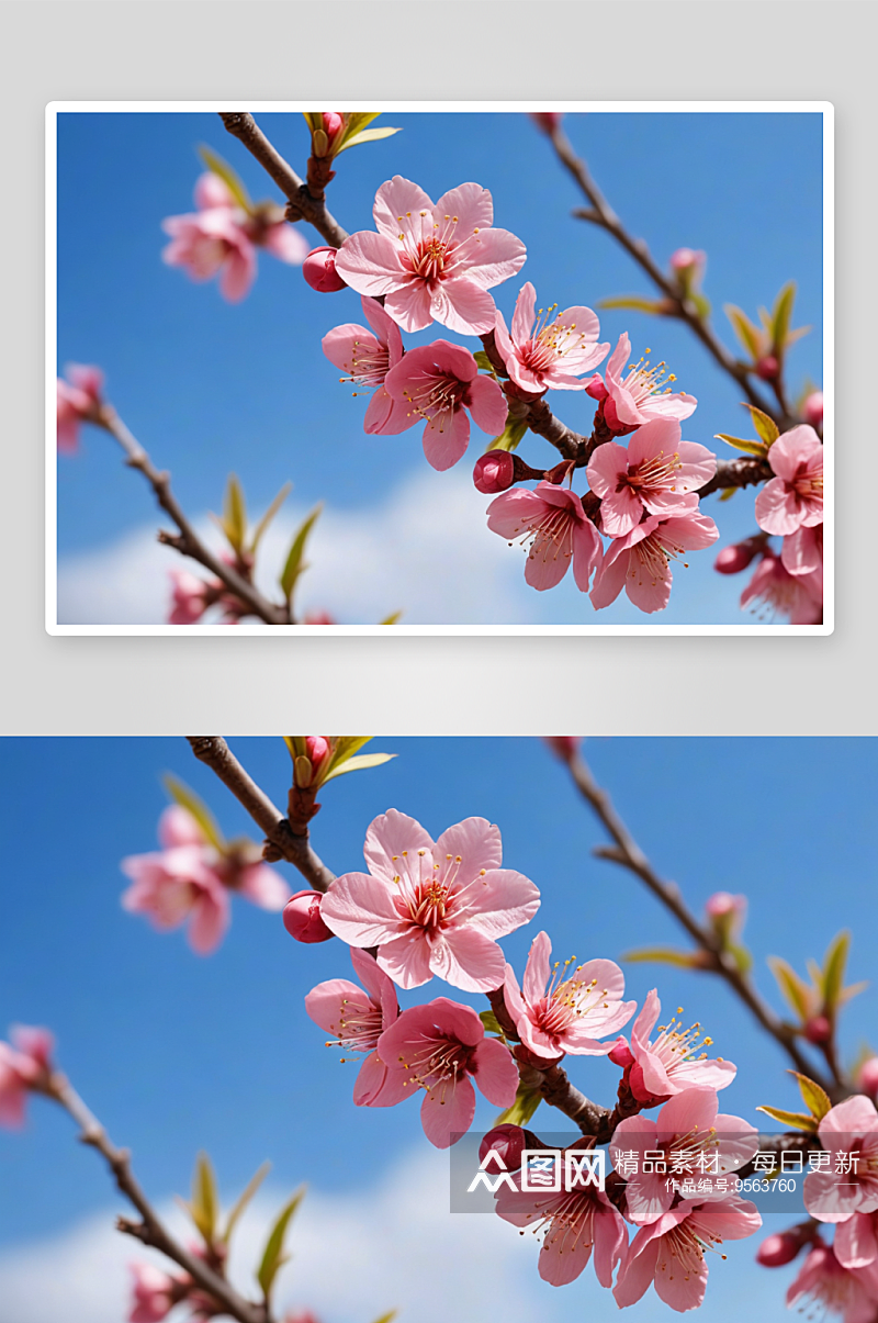 春季粉红桃花特写图片素材