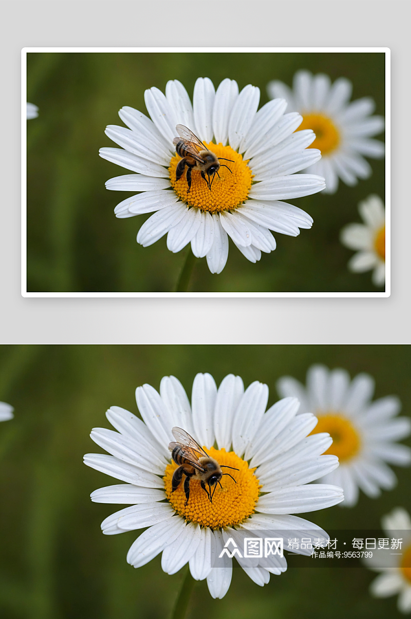 雏菊蜜蜂高清特写花卉图片素材