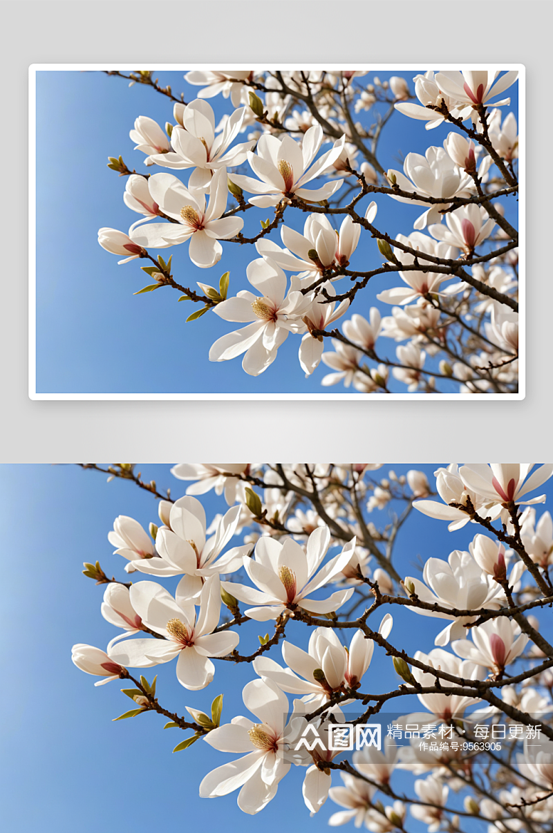白玉兰白色盛开春天蓝天晴天特写图片素材