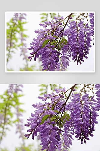 紫藤春天紫花图片