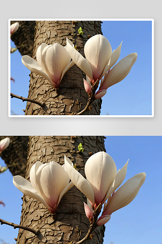 玉兰花开高清特写花卉图片