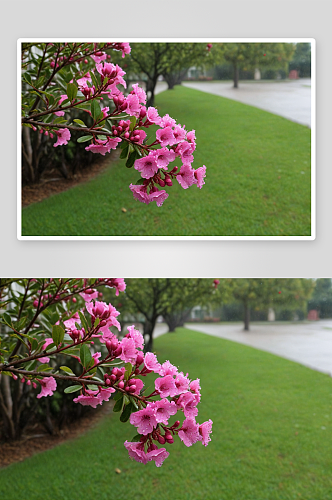 雨后盛开粉红色紫薇花图片