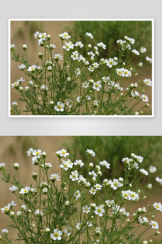 星星荠菜花高清特写花卉图片