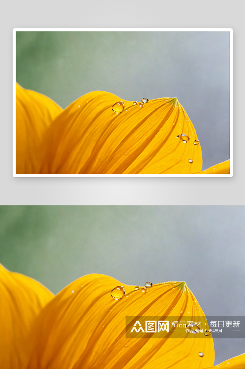 向日葵花瓣水珠特写图片素材