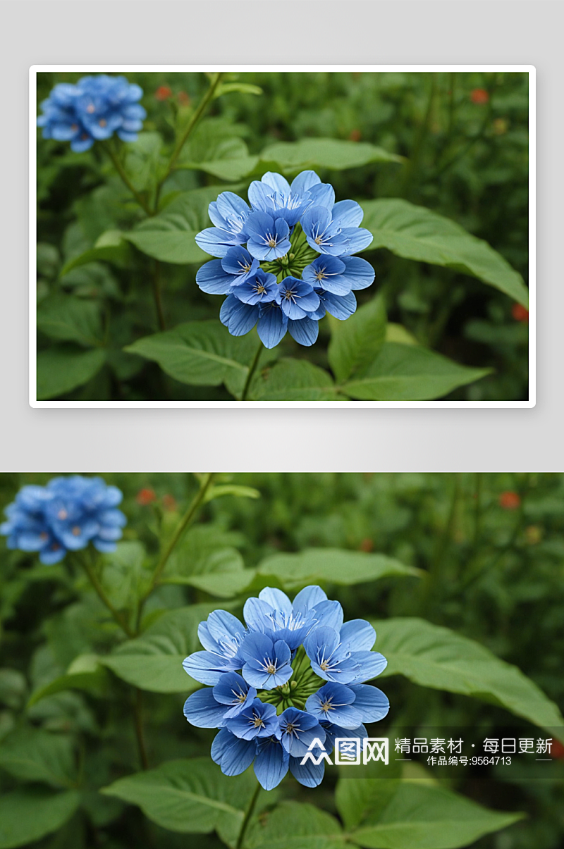 夏天秋天应季花卉植物素材蓝花丹图片素材
