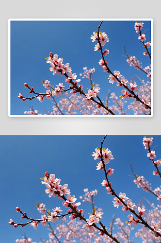天晴空下盛放杏花桃花樱花图片