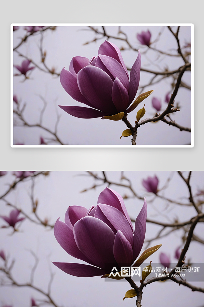 紫色玉兰花高清特写花卉图片素材