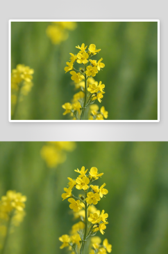 油菜花油菜春天特写近图片