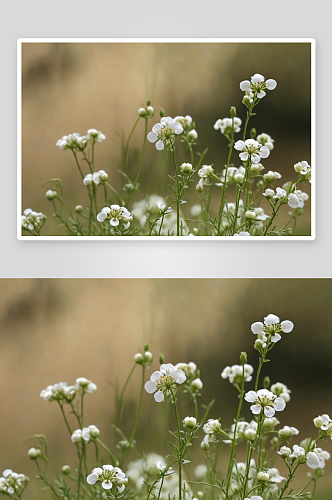 星星荠菜花高清特写花卉图片