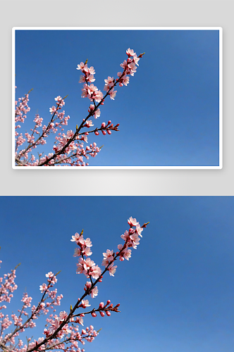 天晴空下盛放杏花桃花樱花图片