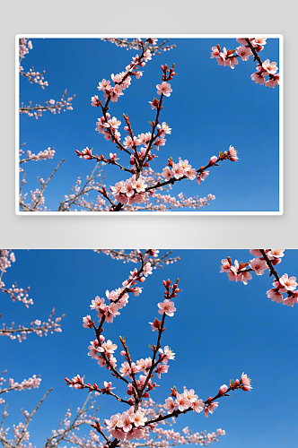 天晴空下盛放杏花桃花图片