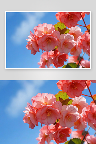 蓝天背景海棠花图片