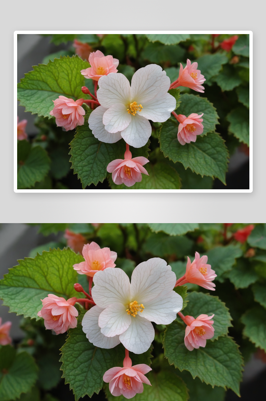 海棠花高清特写花卉图片素材