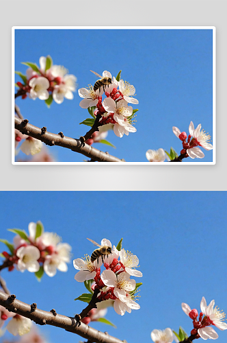 春天盛开李子花小蜜蜂图片