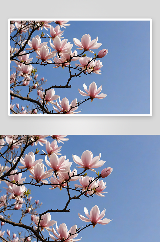 植物园园宝濒危物种天目玉兰花图片