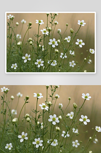 星星荠菜花高清特写花卉图片