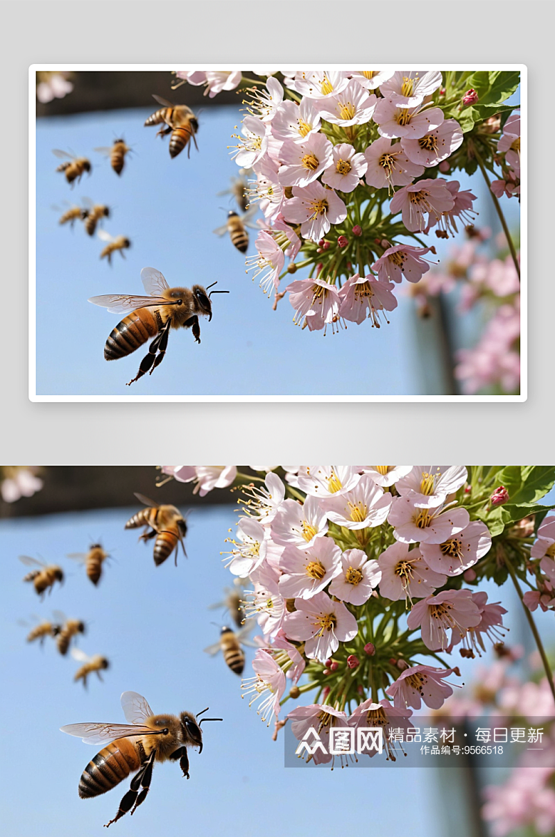 山亭温室大棚内蜜蜂花间飞舞采蜜图片素材