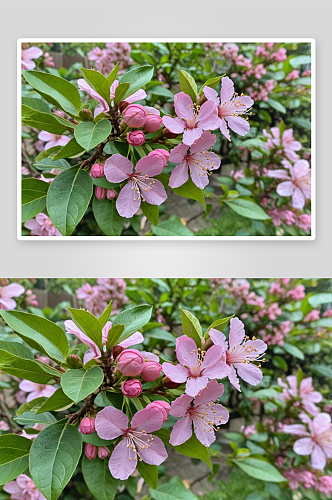 花园里盛开粉紫色柠檬花图片