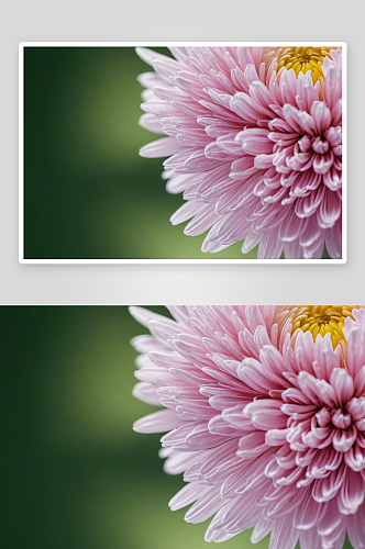 花朵意境微拍创意素材菊花特写图片