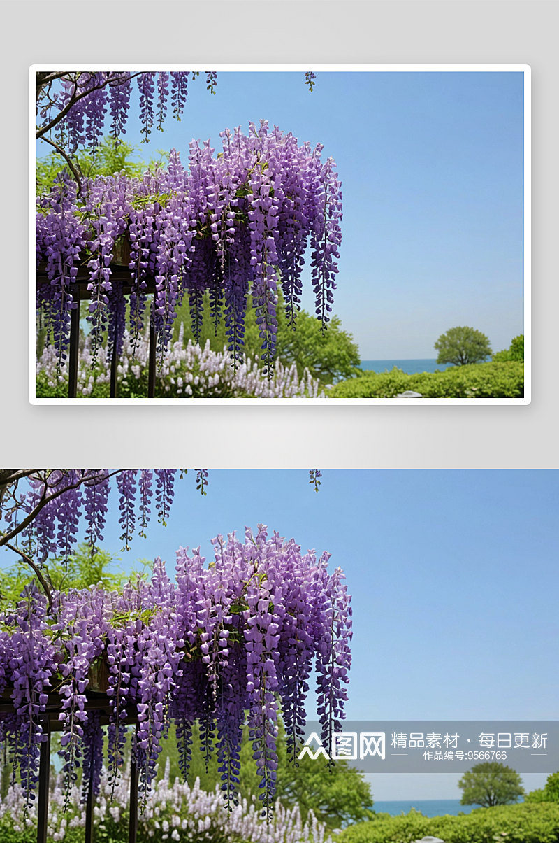 春天紫藤萝瀑布图片素材