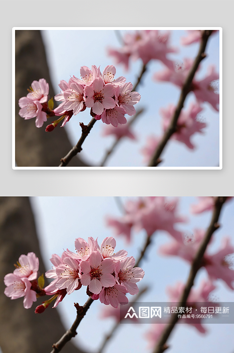 春天樱花盛开樱花花朵图片素材